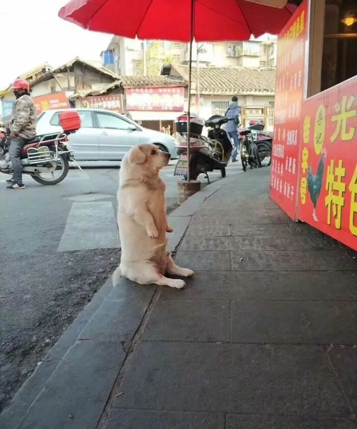 This Page Shared 50 Chonky Animals That Are Equal Parts Cute And Hilarious