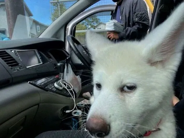 85 Irresistible Dog Moments Shared By This Community