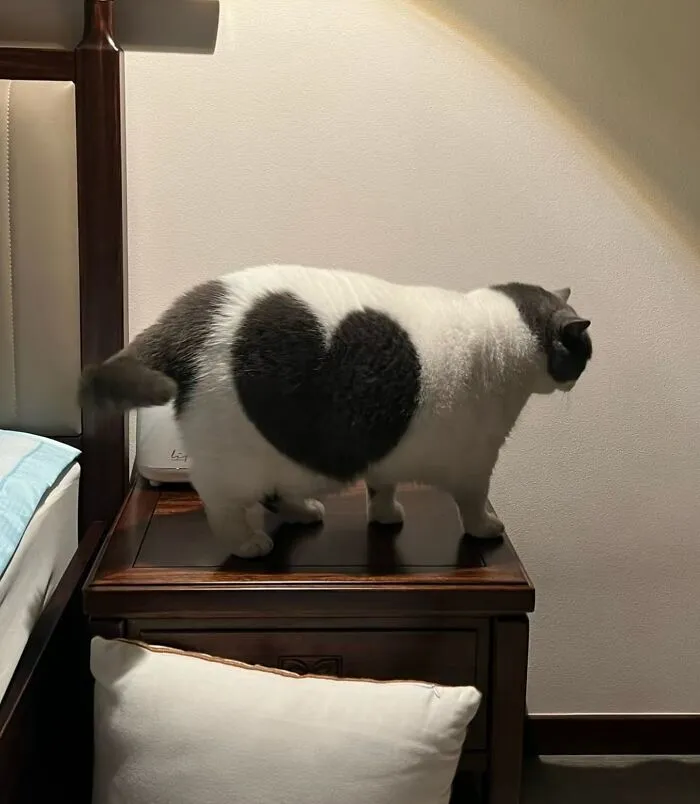 This Page Shared 50 Chonky Animals That Are Equal Parts Cute And Hilarious