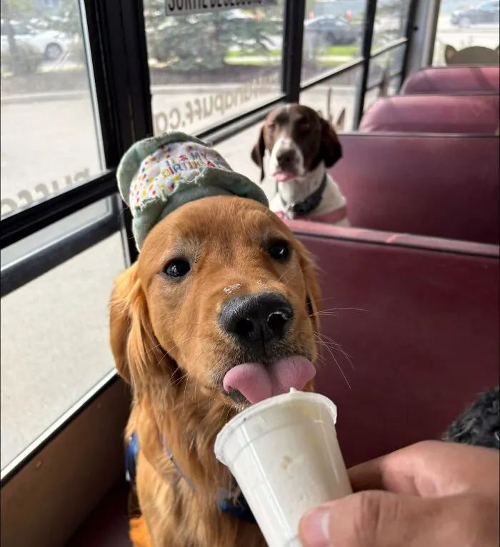 This Doggie School Bus Drives Pups To Daycare, And Here Are 50 Photos From Their Daily Trips