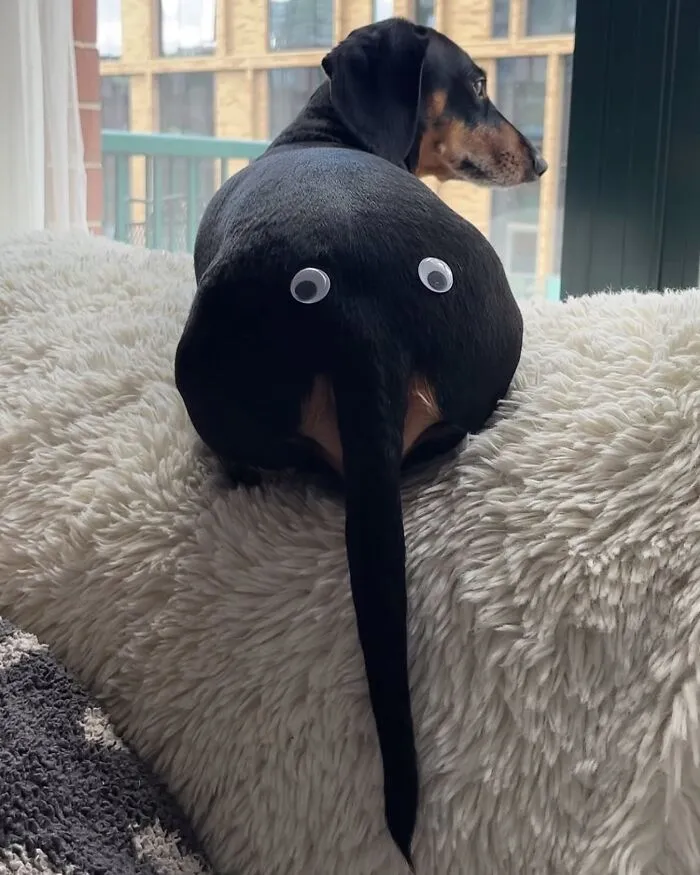 This Page Is Dedicated To Dachshunds, And These 90 Pics Show Why People Love Them