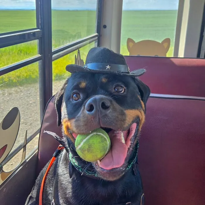 This Doggie School Bus Drives Pups To Daycare, And Here Are 50 Photos From Their Daily Trips