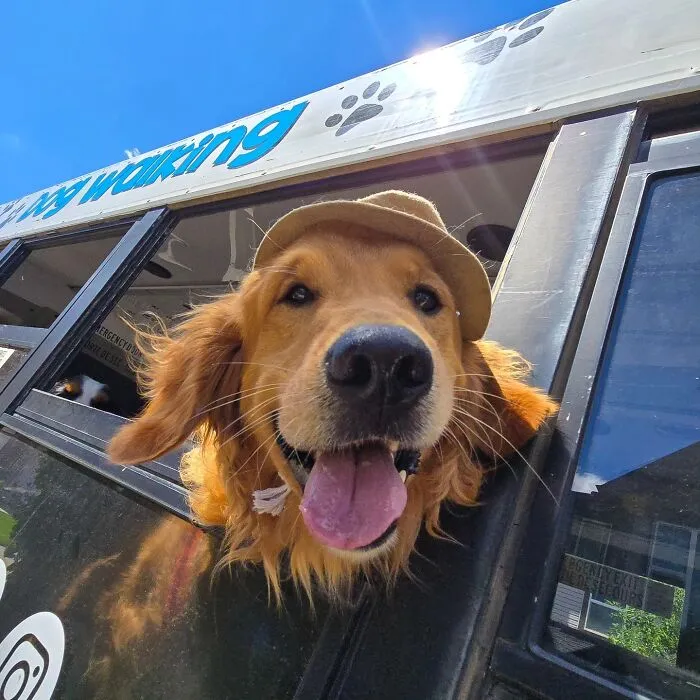 This Doggie School Bus Drives Pups To Daycare, And Here Are 50 Photos From Their Daily Trips