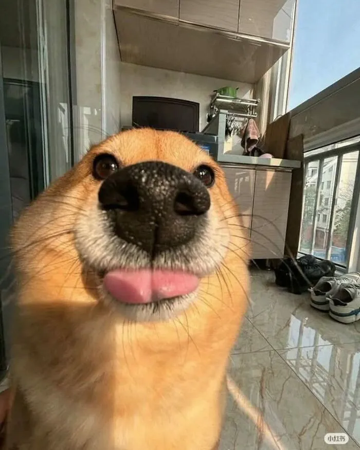 85 Irresistible Dog Moments Shared By This Community