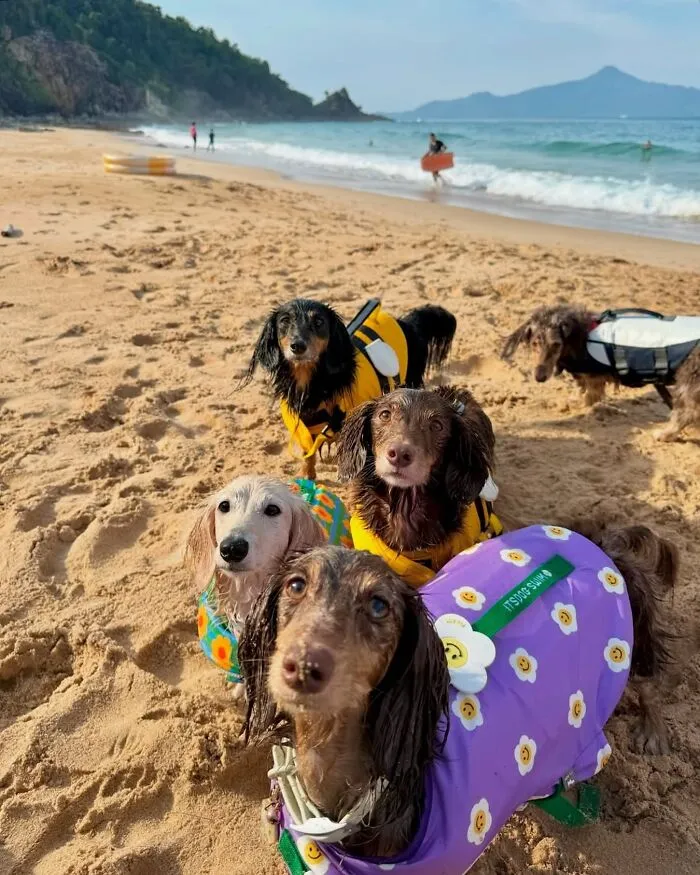This Page Is Dedicated To Dachshunds, And These 90 Pics Show Why People Love Them