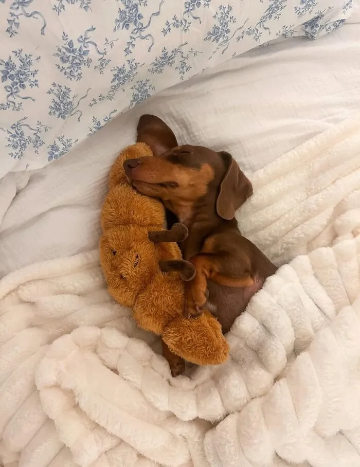 This Page Is Dedicated To Dachshunds, And These 90 Pics Show Why People Love Them