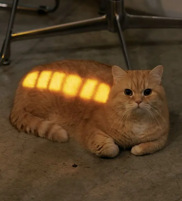 This Page Shared 50 Chonky Animals That Are Equal Parts Cute And Hilarious