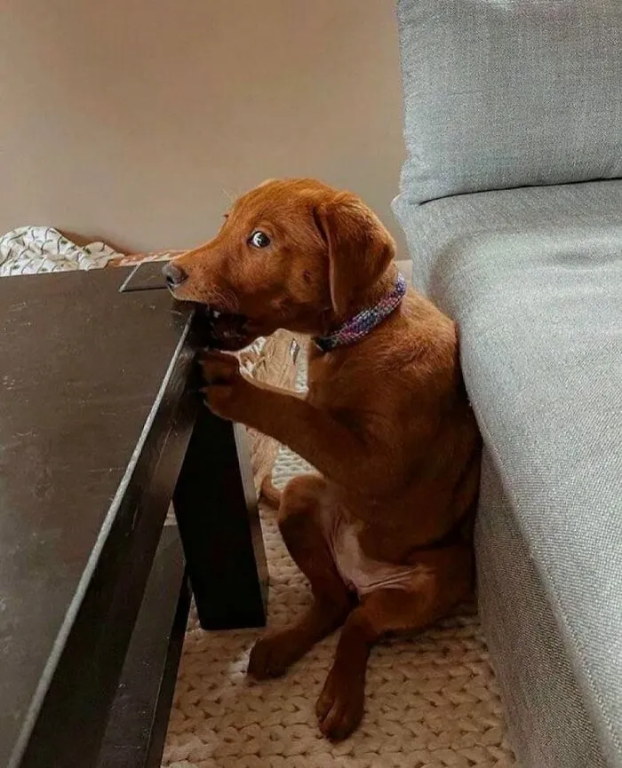 85 Irresistible Dog Moments Shared By This Community