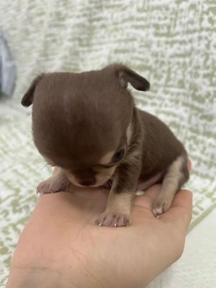 85 Irresistible Dog Moments Shared By This Community