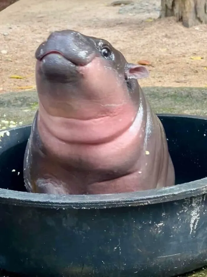This Page Shared 50 Chonky Animals That Are Equal Parts Cute And Hilarious