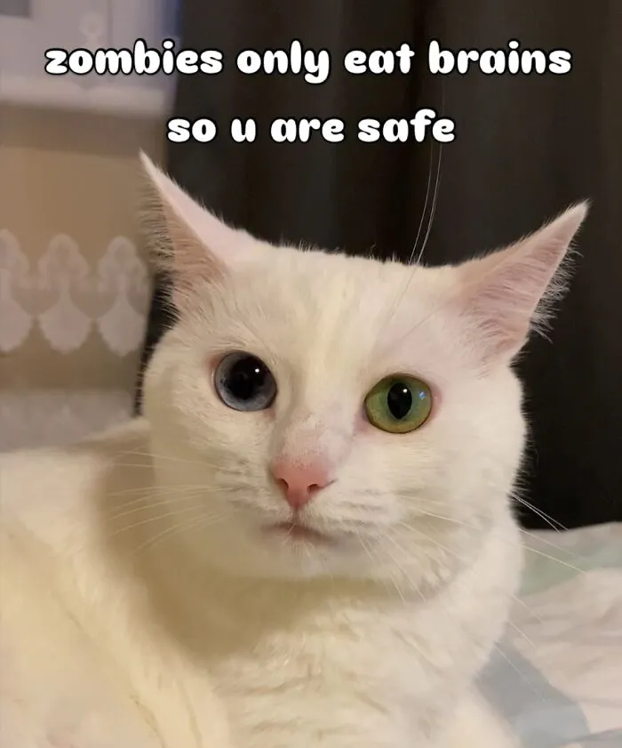 45 Feel-Good Memes From 'A Cat Named Snowflake'