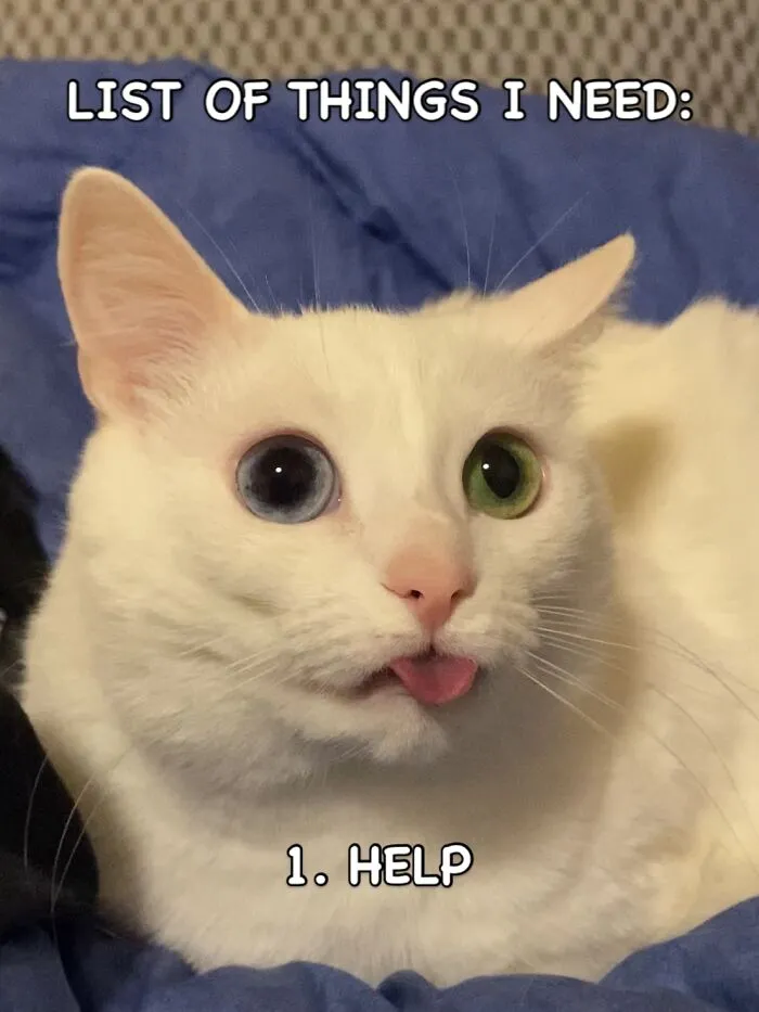 45 Feel-Good Memes From 'A Cat Named Snowflake'