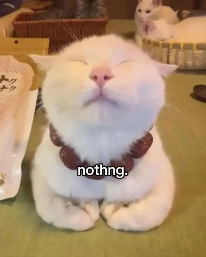 This Page Is Dedicated To Cats With Attitude, And Here Are 65 Of Their Best Moments