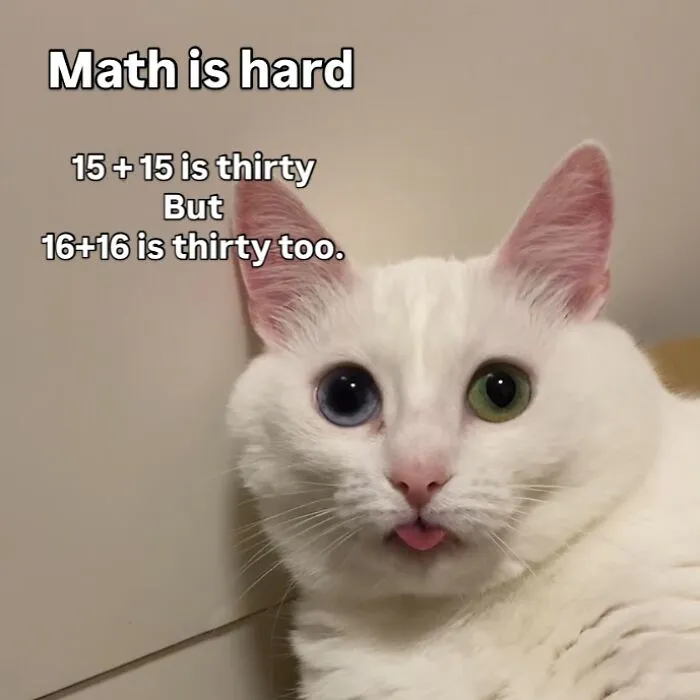 45 Feel-Good Memes From 'A Cat Named Snowflake'