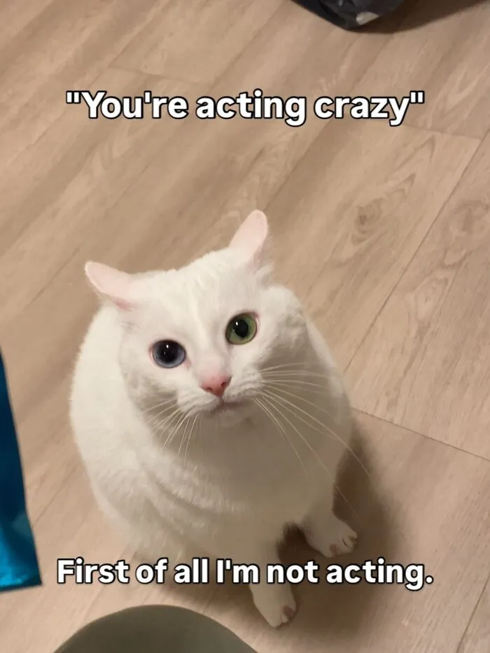 45 Feel-Good Memes From 'A Cat Named Snowflake'