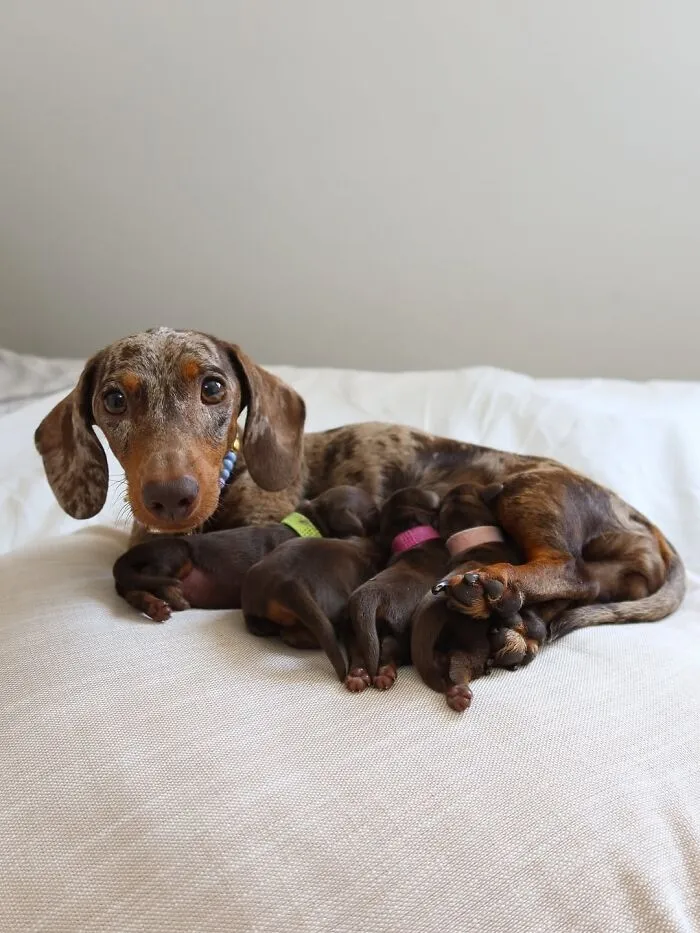 This Page Is Dedicated To Dachshunds, And These 90 Pics Show Why People Love Them