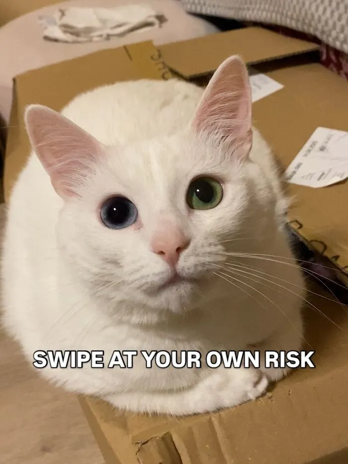 45 Feel-Good Memes From 'A Cat Named Snowflake'