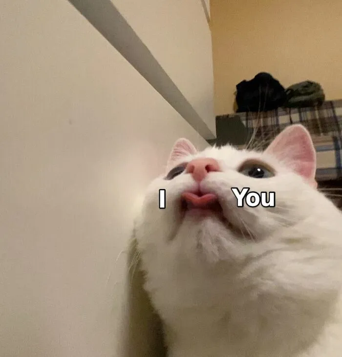 45 Feel-Good Memes From 'A Cat Named Snowflake'
