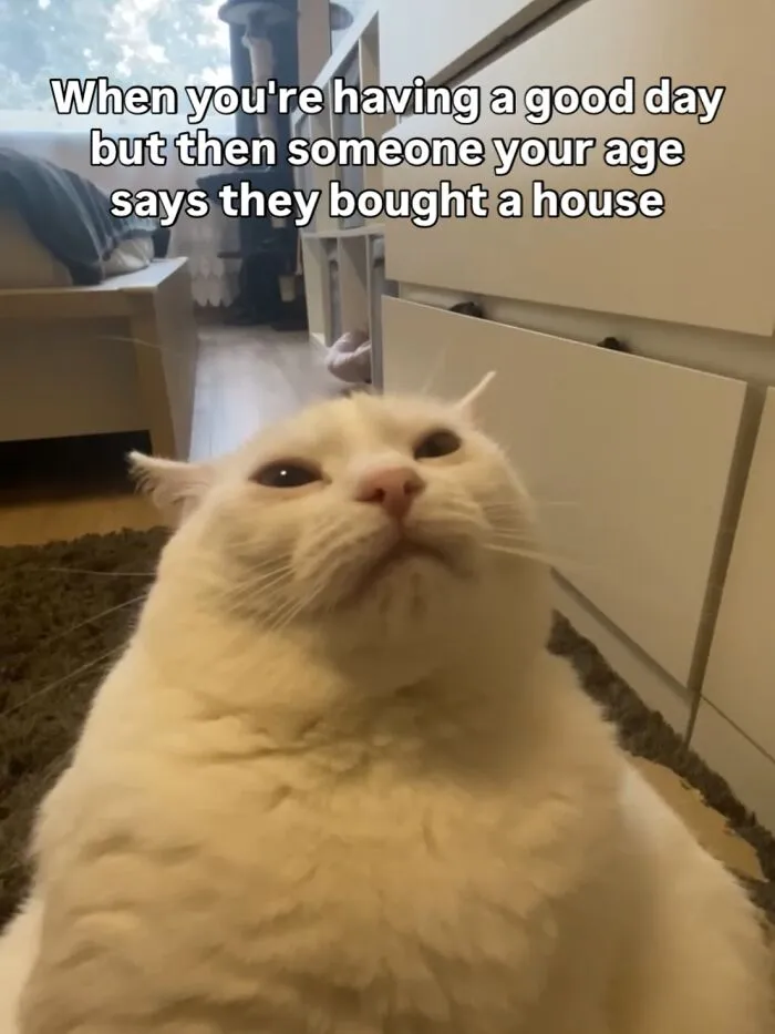 45 Feel-Good Memes From 'A Cat Named Snowflake'