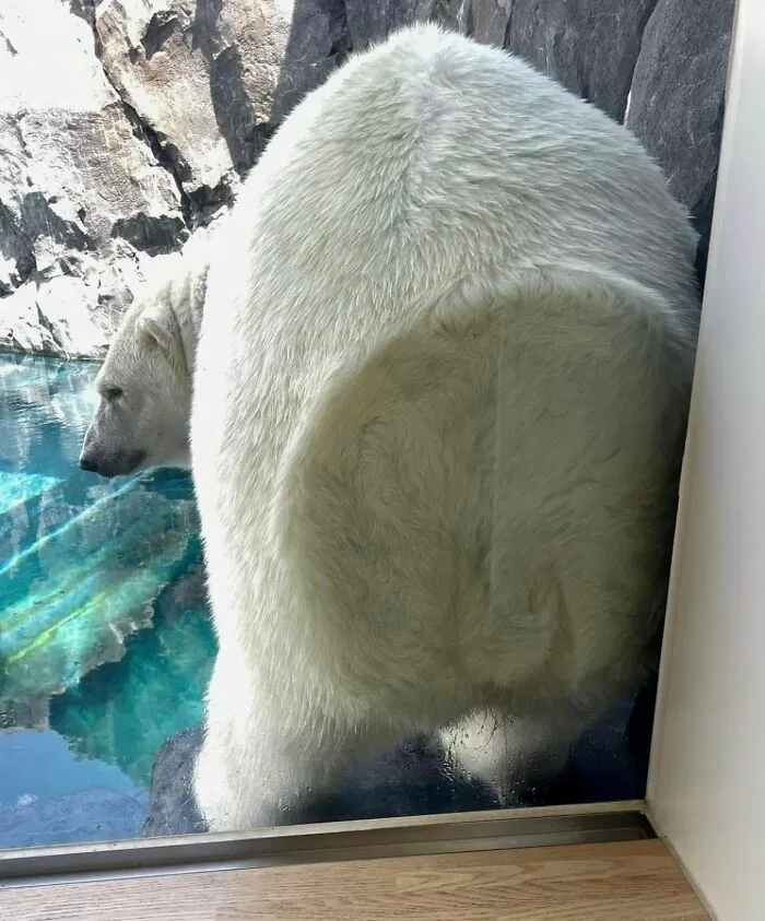 This Page Shared 50 Chonky Animals That Are Equal Parts Cute And Hilarious