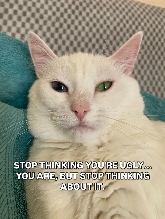 45 Feel-Good Memes From 'A Cat Named Snowflake'