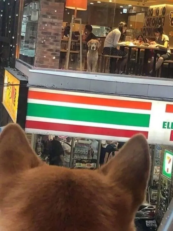85 Irresistible Dog Moments Shared By This Community