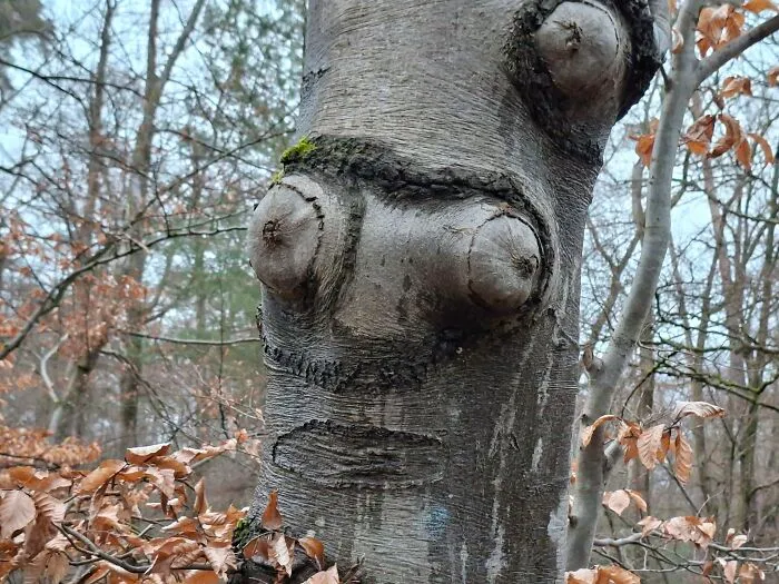 90 Hilarious Cases Of Pareidolia That People Couldn’t Pass Up (New Pics)