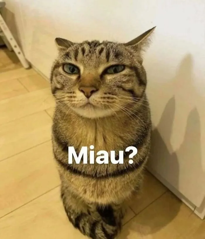 This Page Shares Its Funniest Cat Memes, And Here Are 85 Of The Best Ones