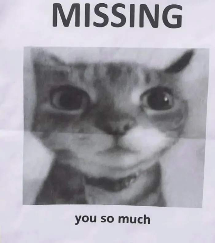 This Page Shares Its Funniest Cat Memes, And Here Are 85 Of The Best Ones