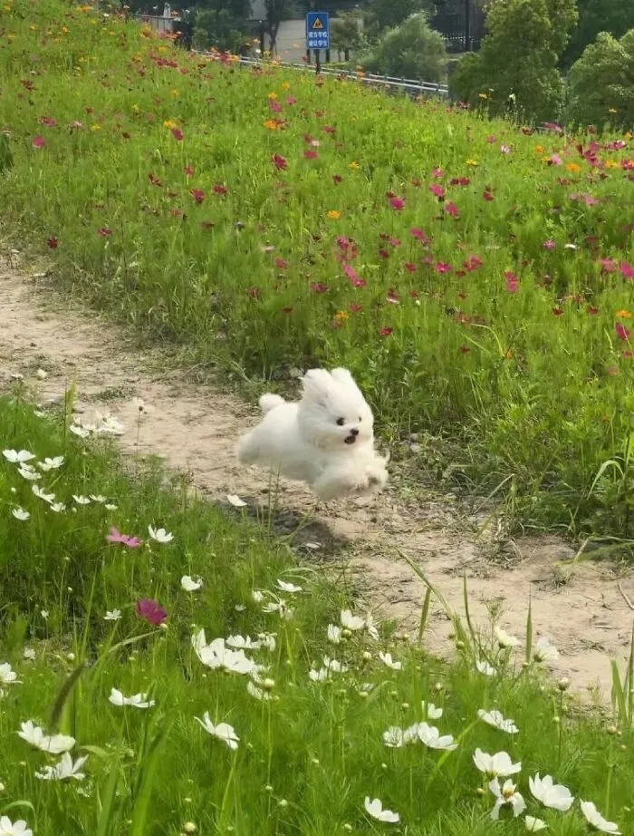 85 Irresistible Dog Moments Shared By This Community