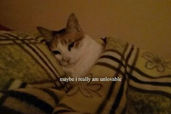 This Page Shares Its Funniest Cat Memes, And Here Are 85 Of The Best Ones