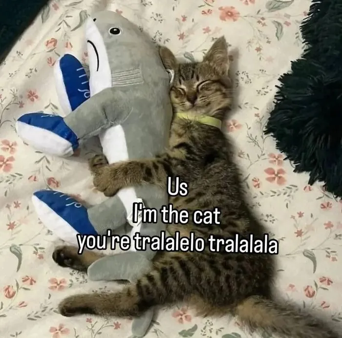 This Page Shares Its Funniest Cat Memes, And Here Are 85 Of The Best Ones
