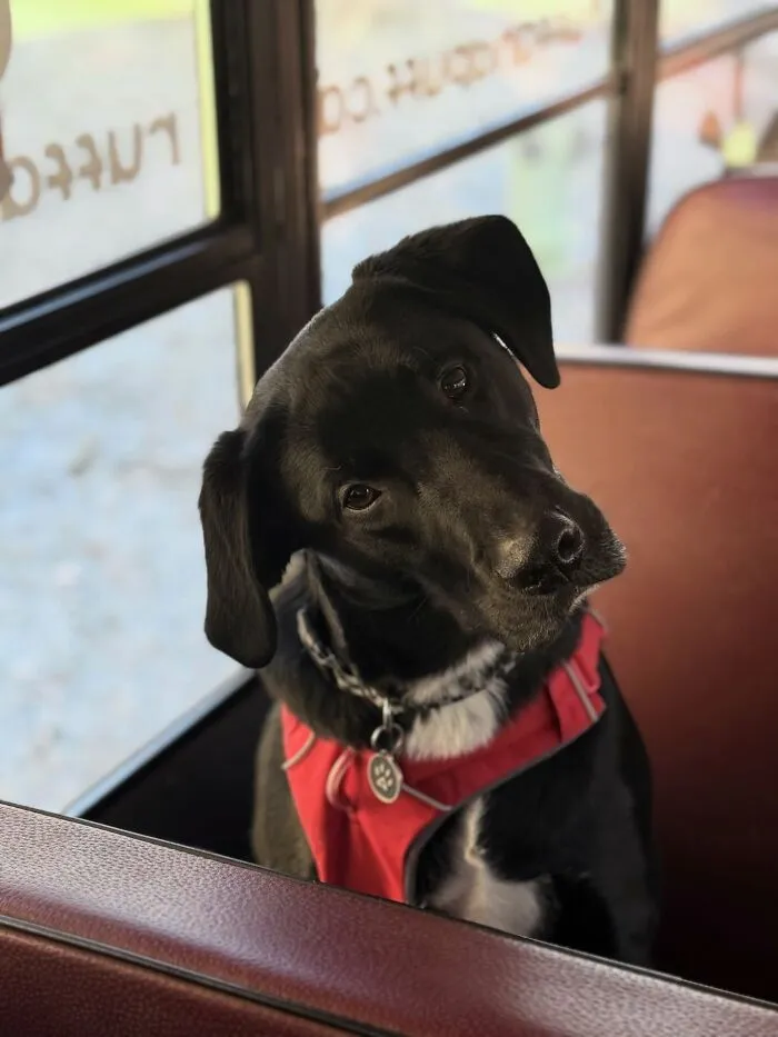 Black dog wearing a red harness sitting inside a real school bus at a dog daycare that picks up pups for adventures.