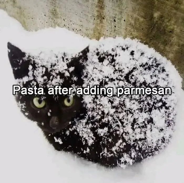This Page Shares Its Funniest Cat Memes, And Here Are 85 Of The Best Ones