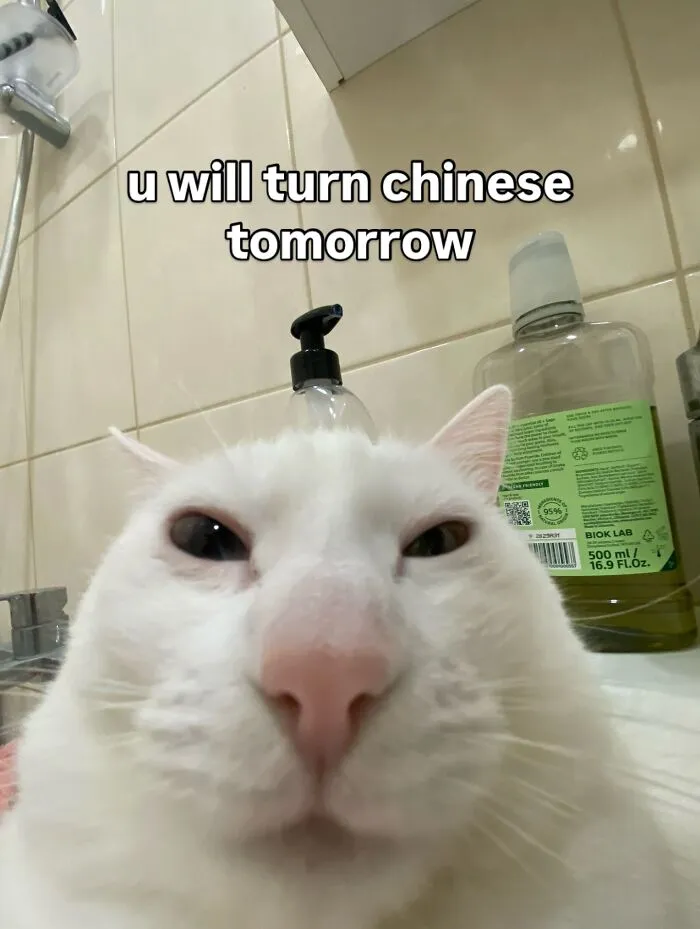 45 Feel-Good Memes From 'A Cat Named Snowflake'