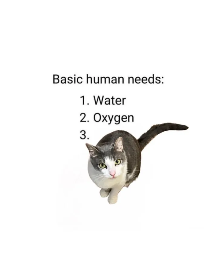 This Page Shares Its Funniest Cat Memes, And Here Are 85 Of The Best Ones