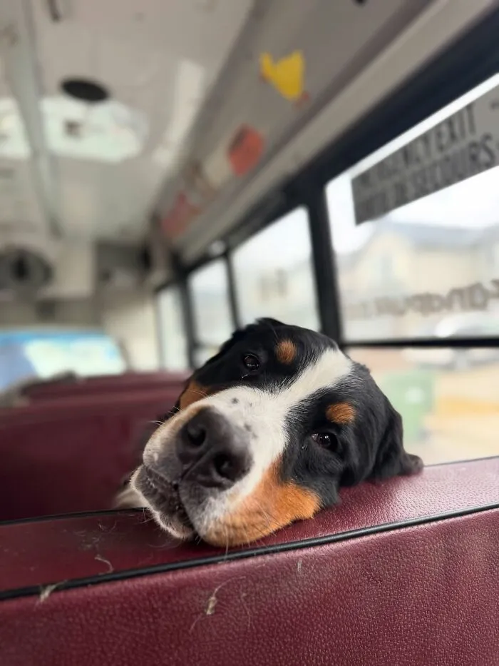 This Doggie School Bus Drives Pups To Daycare, And Here Are 50 Photos From Their Daily Trips