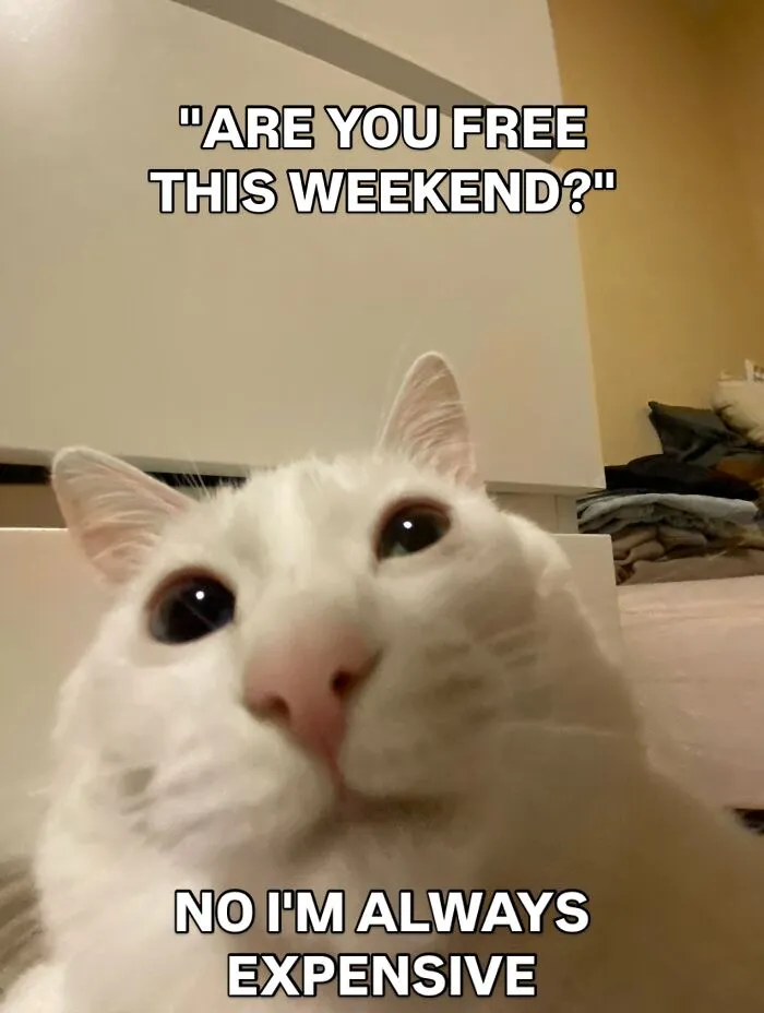 45 Feel-Good Memes From 'A Cat Named Snowflake'