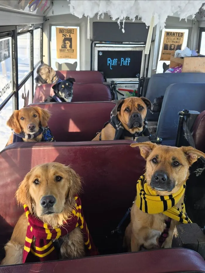 This Doggie School Bus Drives Pups To Daycare, And Here Are 50 Photos From Their Daily Trips
