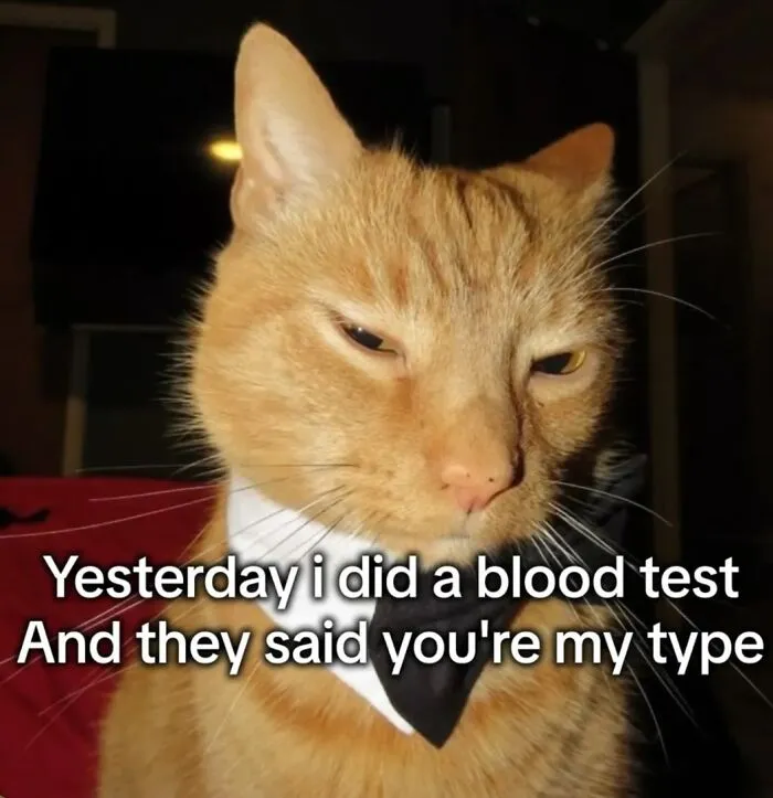 This Page Shares Its Funniest Cat Memes, And Here Are 85 Of The Best Ones