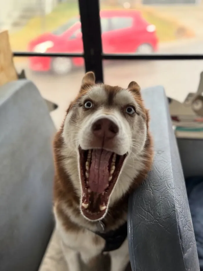 Happy husky pup enjoying a ride inside a dog daycare school bus during fun pet adventures.