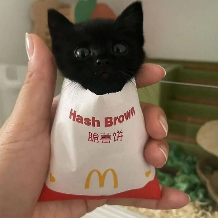 Cat Memes
