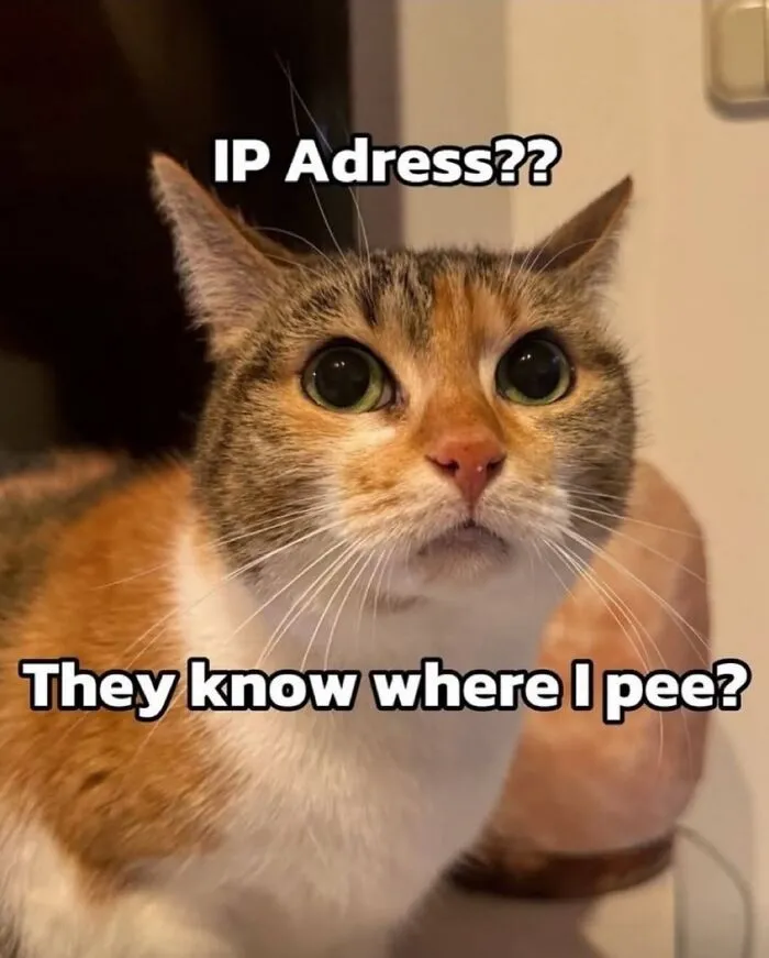 This Page Shares Its Funniest Cat Memes, And Here Are 85 Of The Best Ones