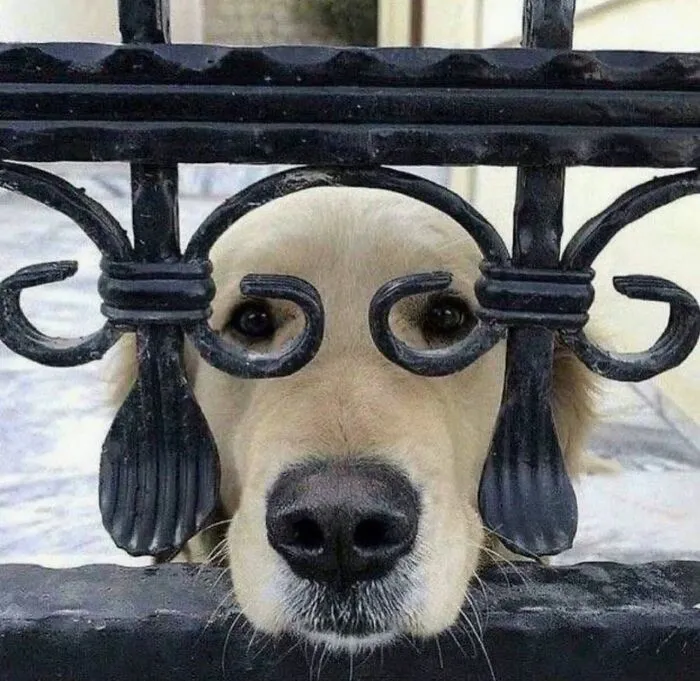 85 Irresistible Dog Moments Shared By This Community