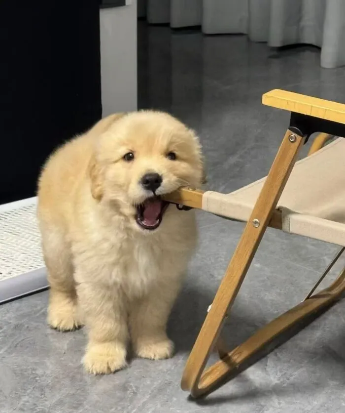 This Page Shared 50 Chonky Animals That Are Equal Parts Cute And Hilarious