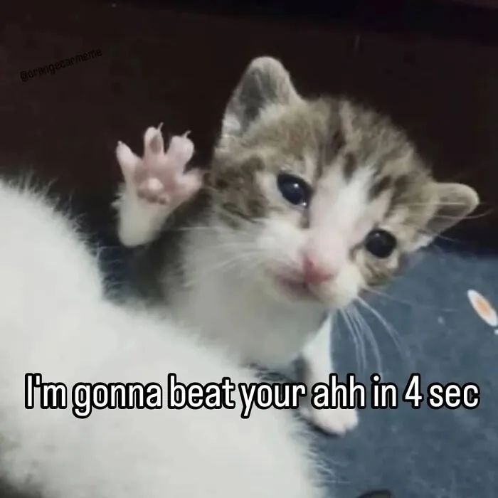 This Page Shares Its Funniest Cat Memes, And Here Are 85 Of The Best Ones