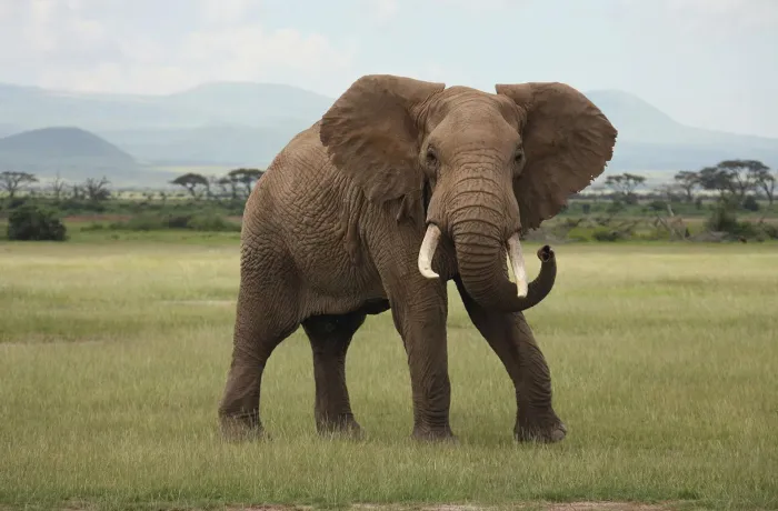 6# African Elephant