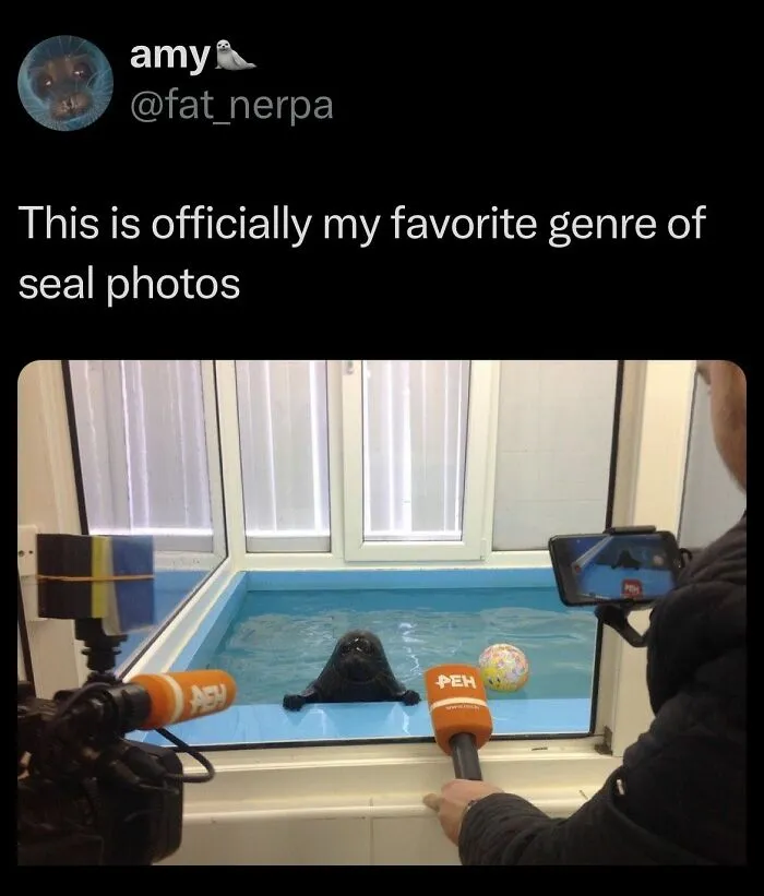 Tweet showing a funny seal photo being filmed with cameras and microphones in an indoor pool setting.