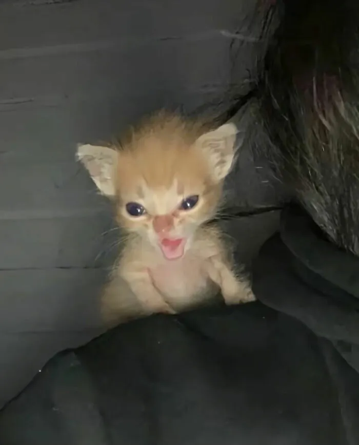 This Page Is Dedicated To Cats With Attitude, And Here Are 65 Of Their Best Moments