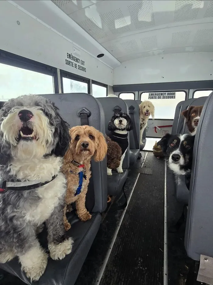 This Doggie School Bus Drives Pups To Daycare, And Here Are 50 Photos From Their Daily Trips